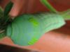176529 – Photo : Laetitia Berquer – Mayotte