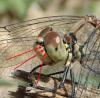 Sympetrum sanguineum
