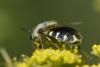 176751 – Photo : Christian Berquer – France (50)
