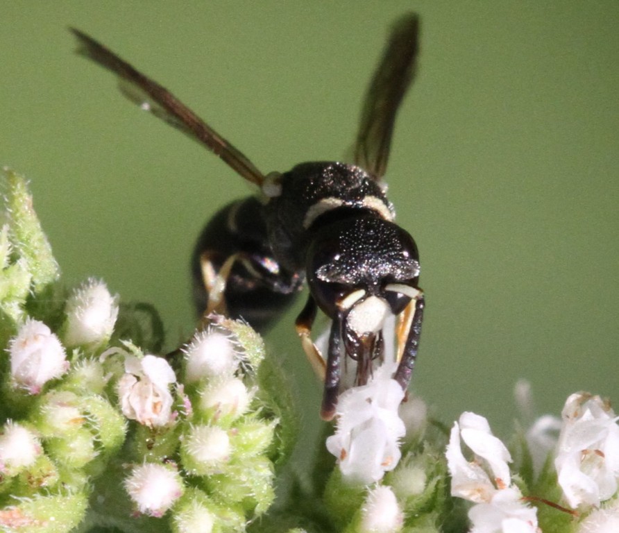 Réf. 176204 — INSECTA > Hymenoptera > Vespidae > Leptochilus