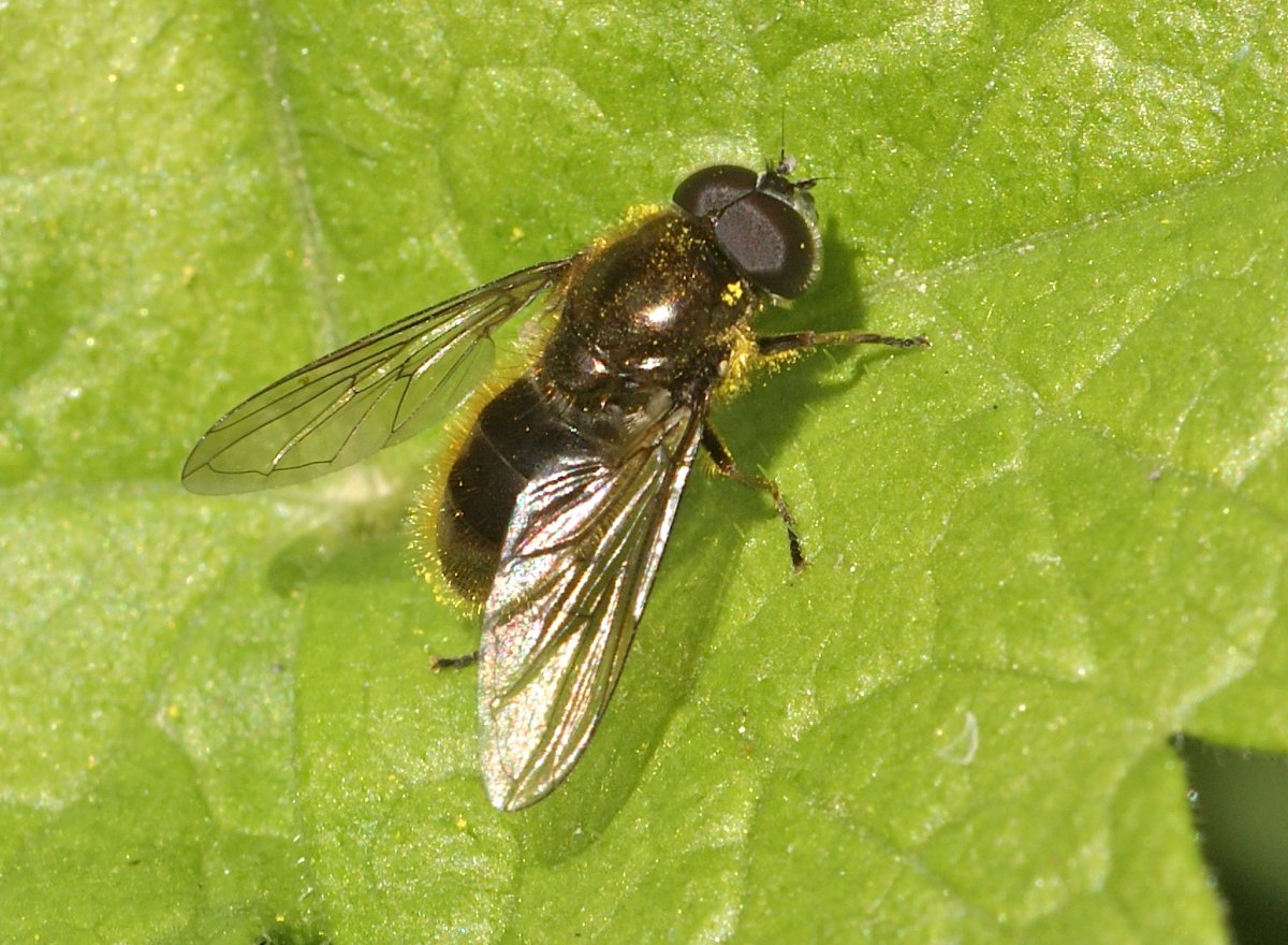 Michel Mathieu - Cheilosia sp. - réf. 176684 (1200 x 880 pixels, 207 ko)