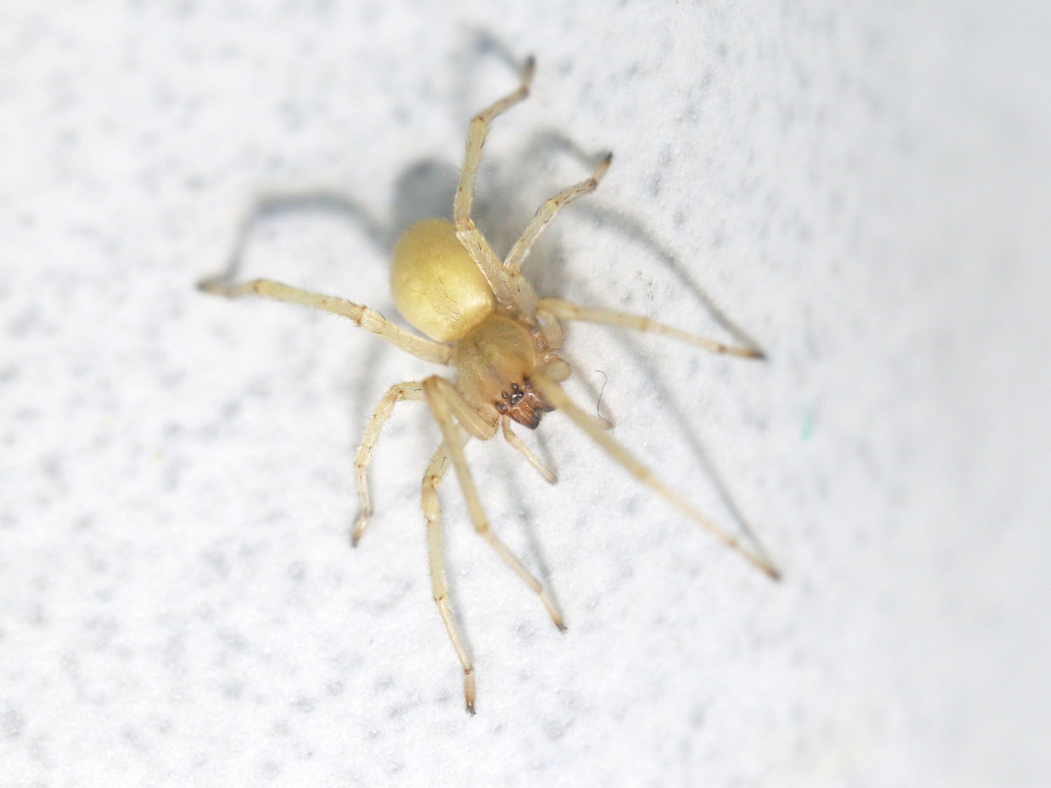 Réf. 176250 — ARACHNIDA > Araneae > Cheiracanthiidae > Cheiracanthium
