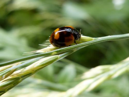 Réf. 177 953 : Adalia bipunctata bipunctata