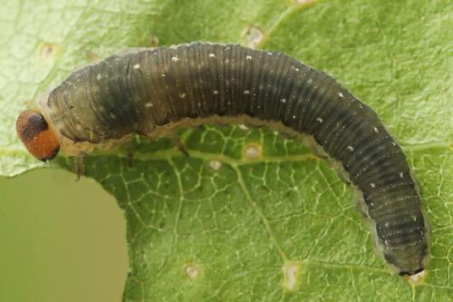 Réf. 177 122 : Empria magnicornis