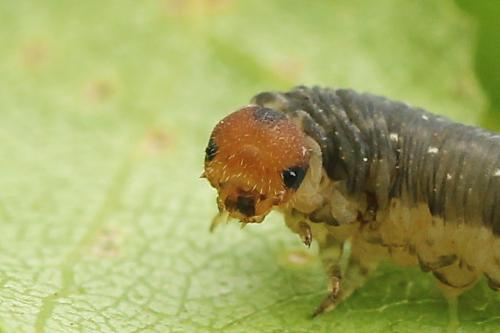 Réf. 177 123 : Empria magnicornis