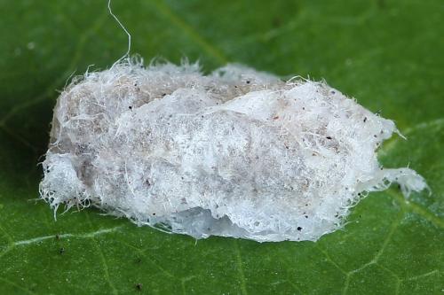 Réf. 177 125 : Empria magnicornis