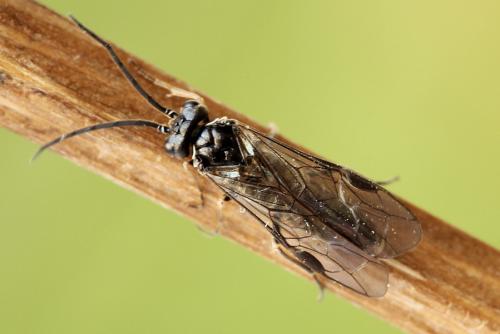 Réf. 177 126 : Empria magnicornis