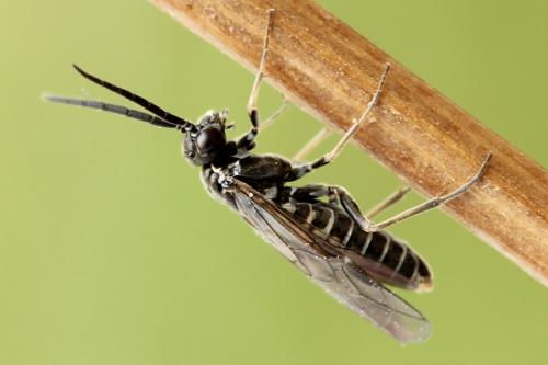 Réf. 177 127 : Empria magnicornis