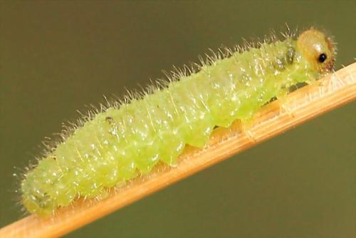 Cladius pectinicornis