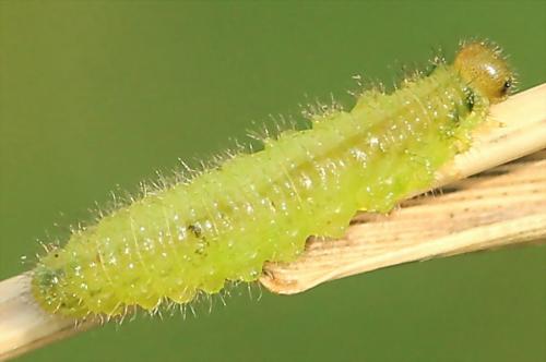 Cladius pectinicornis