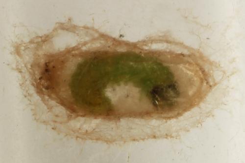 Cladius pectinicornis