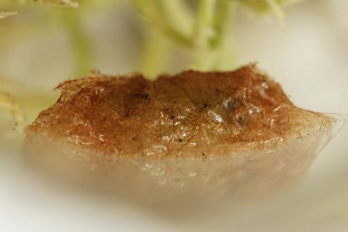 Cladius pectinicornis