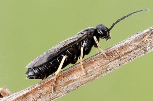 Cladius pectinicornis