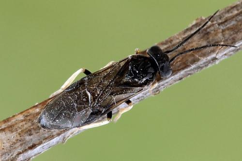 Cladius pectinicornis