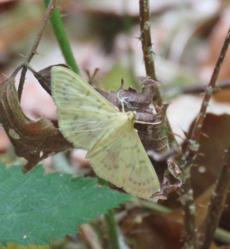 Réf. 177 967 : Pleuroptya ruralis