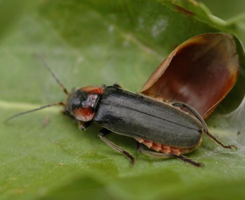 Cantharis fusca