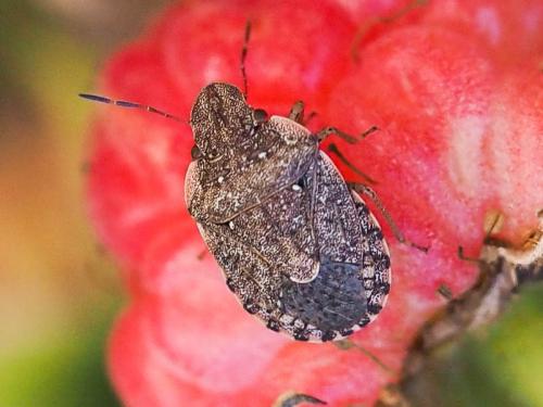 Réf. 177 605 : Sciocoris sideritidis