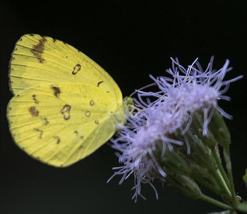 Réf. 177 757 : Eurema hecabe
