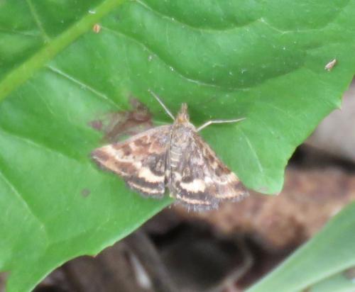 Pyrausta despicata