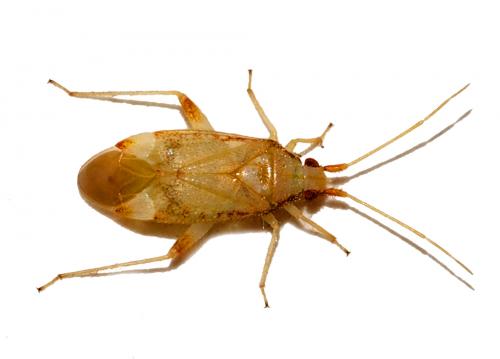 Pseudoloxops coccineus