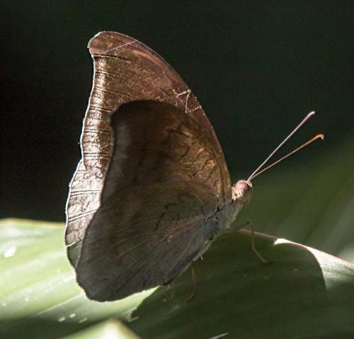 Tanaecia sp.