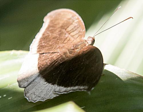 Tanaecia sp.