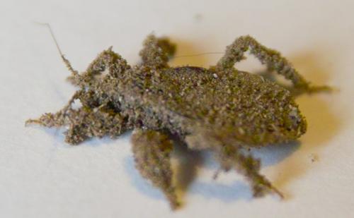 Reduvius personatus