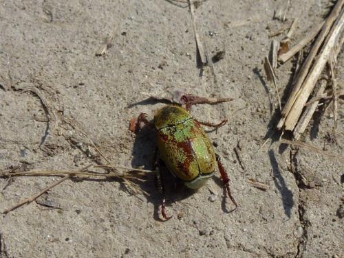 Réf. 177 964 : Hoplia argentea