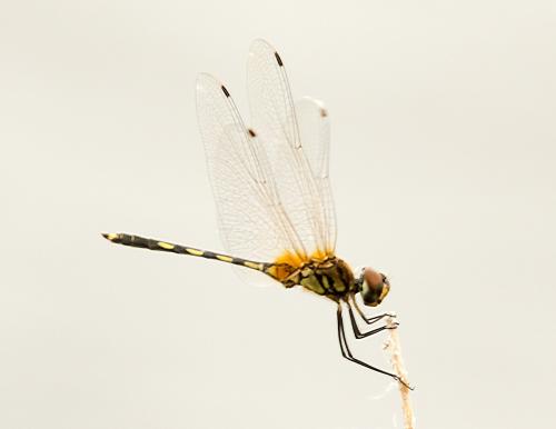 Réf. 177 081 : Trithemis pallidinervis