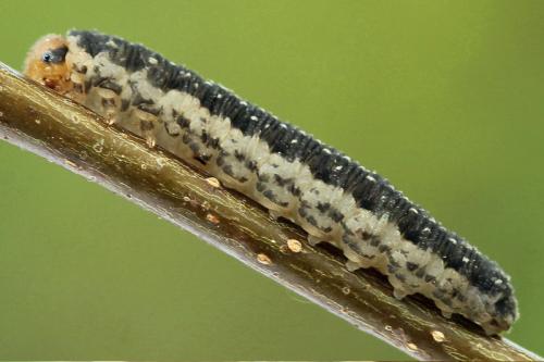 Empria magnicornis