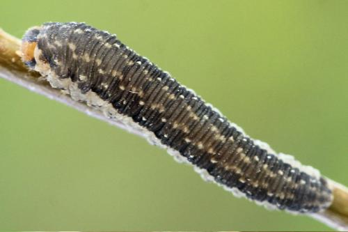 Réf. 177 313 : Empria magnicornis