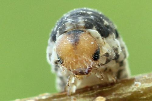 Réf. 177 314 : Empria magnicornis