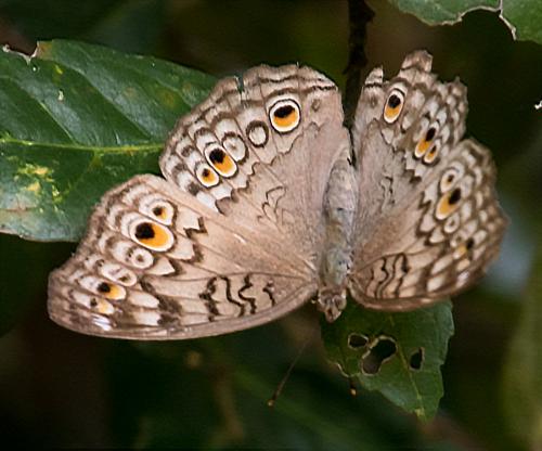 Réf. 177 023 : Junonia atlites