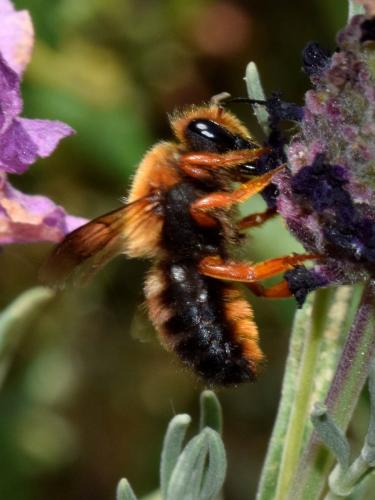 Réf. 177 339 : Megachile sicula