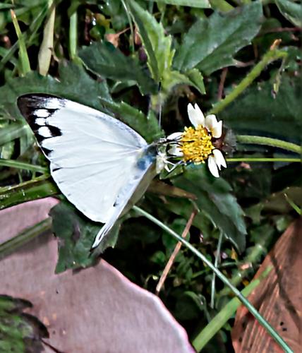 Appias paulina
