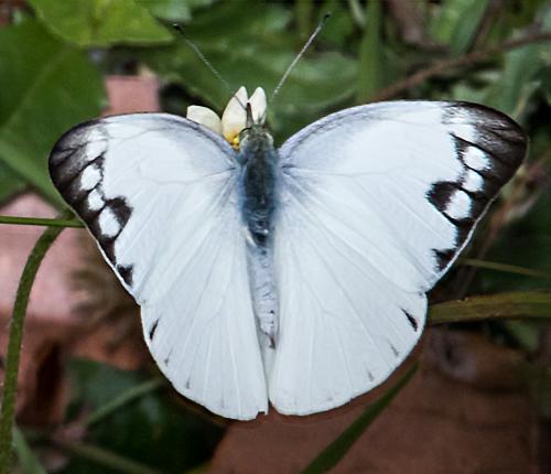 Appias paulina