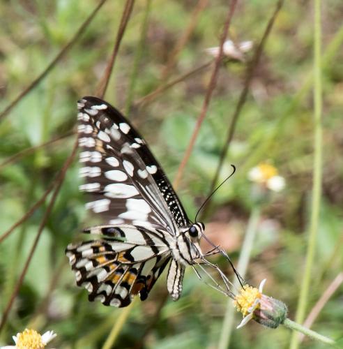 Réf. 177 118 : Papilio demoleus