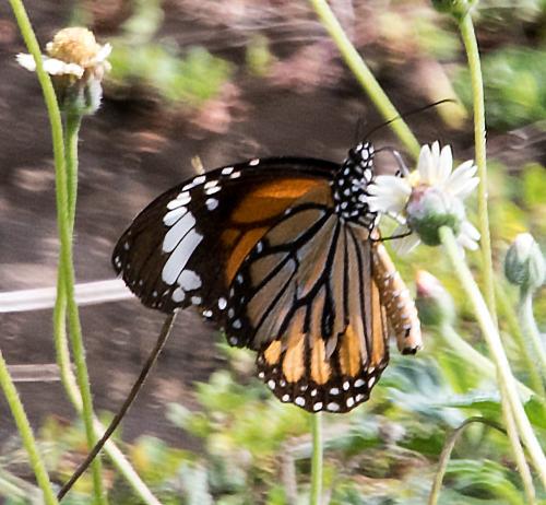 Danaus genutia