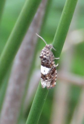 Epiblema sp.