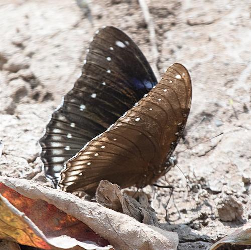 Hypolimnas bolina