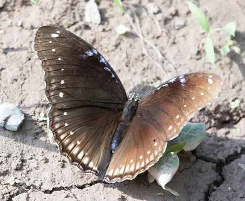Hypolimnas bolina