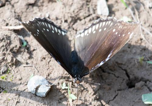 Hypolimnas bolina