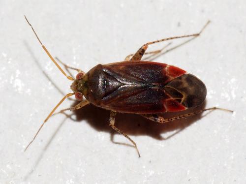 Psallus sp.