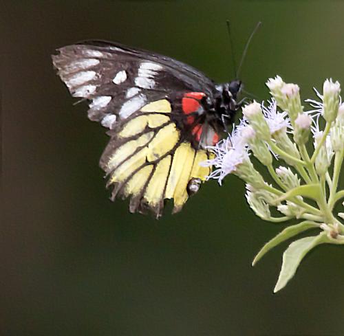 Delias pasithoe