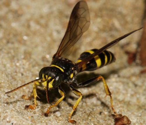 Gorytes laticinctus