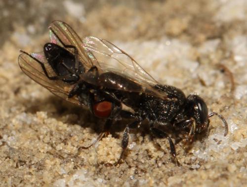 Oxybelus bipunctatus
