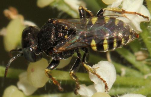 Oxybelus bipunctatus