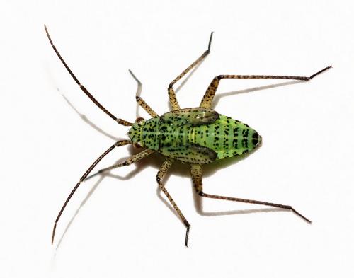 Oncotylus viridiflavus viridiflavus
