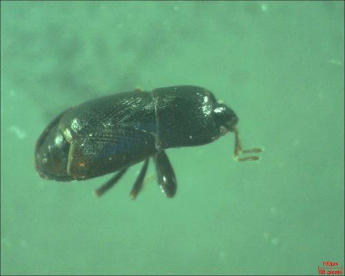 Plinthisus sp.
