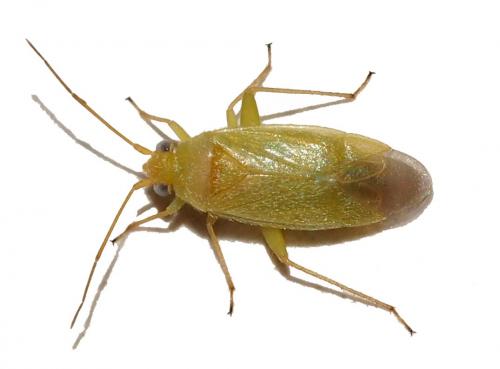Réf. 177 062 : Orthotylus sp.